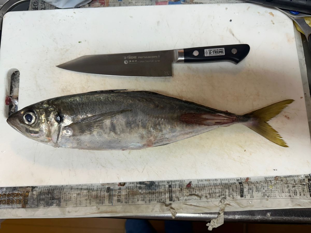 けんたけさんの釣果 1枚目の画像