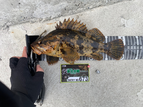 ベッコウゾイの釣果