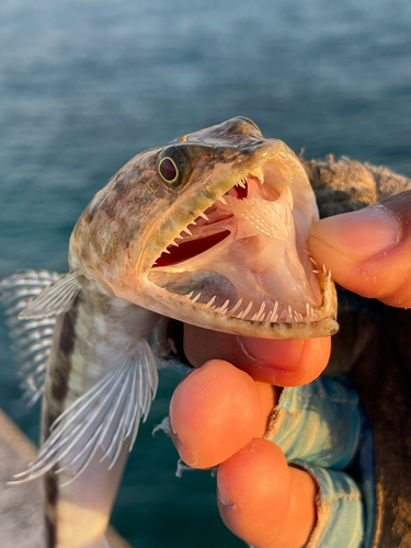 エソの釣果