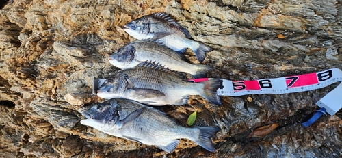 クロダイの釣果