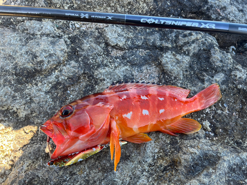 アカハタの釣果