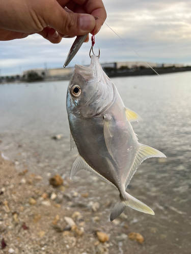 ガーラの釣果