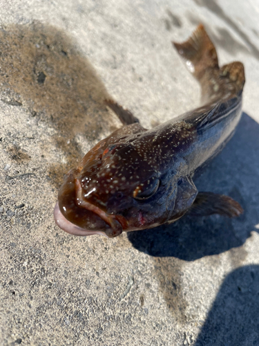 アイナメの釣果