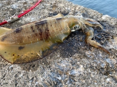 アオリイカの釣果