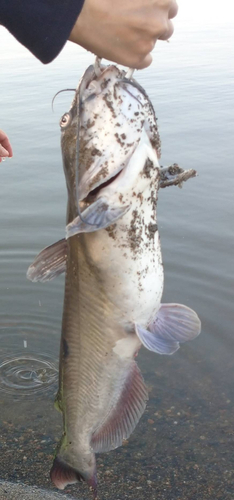 アメリカナマズの釣果