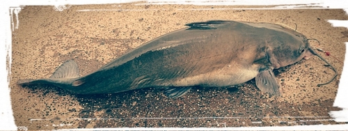 アメリカナマズの釣果