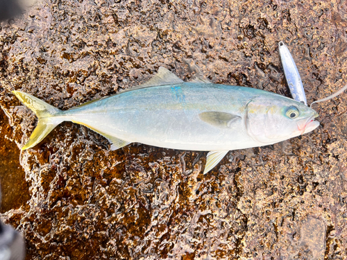 ハマチの釣果