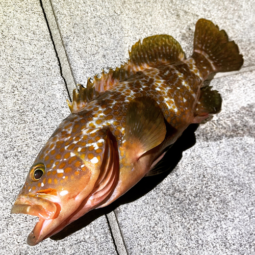 アコウの釣果