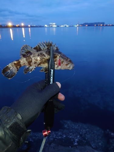 タケノコメバルの釣果