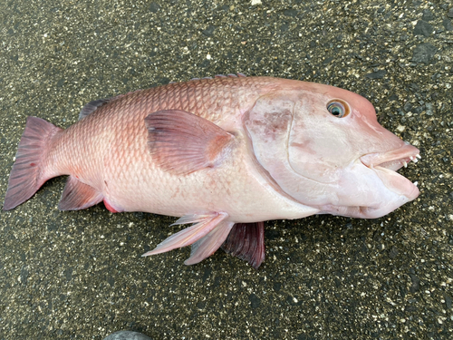 コブダイの釣果