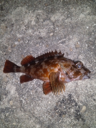 カサゴの釣果