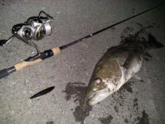 シーバスの釣果