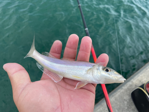 キスの釣果