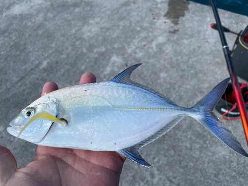 カスミアジの釣果