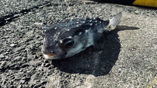 イシガキフグの釣果