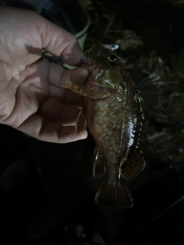 アラカブの釣果