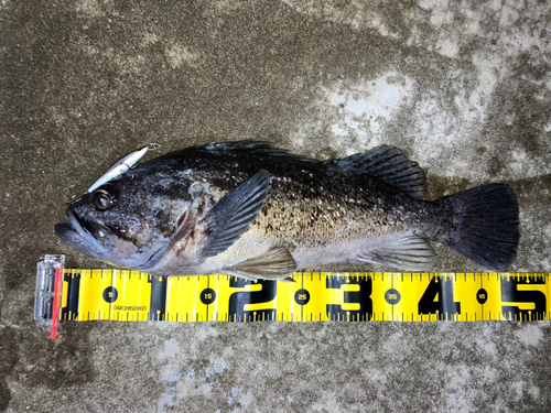 クロソイの釣果