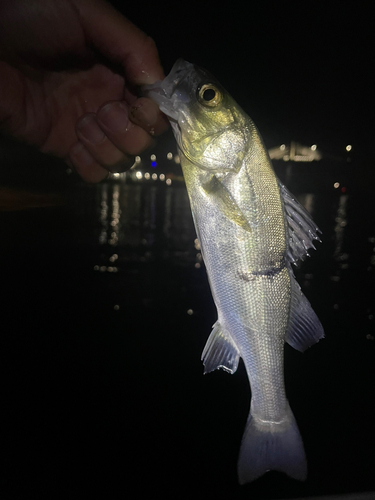 セイゴ（ヒラスズキ）の釣果