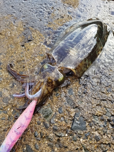 アオリイカの釣果