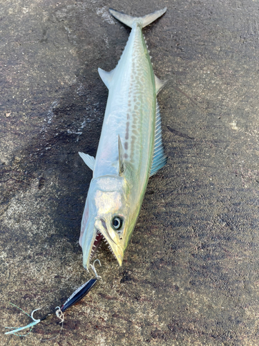 サゴシの釣果