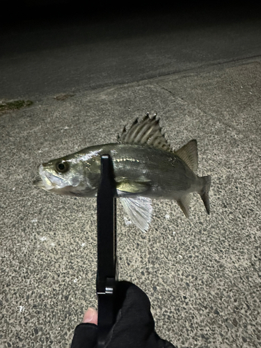 セイゴ（マルスズキ）の釣果