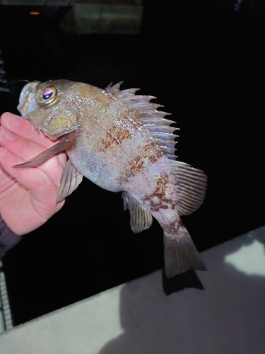 メバルの釣果