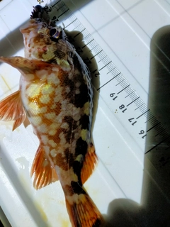 カサゴの釣果