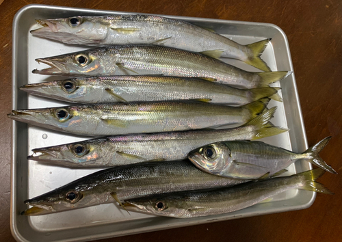 カマスの釣果