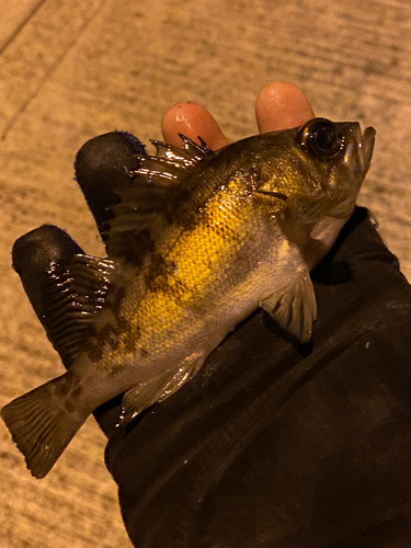 メバルの釣果