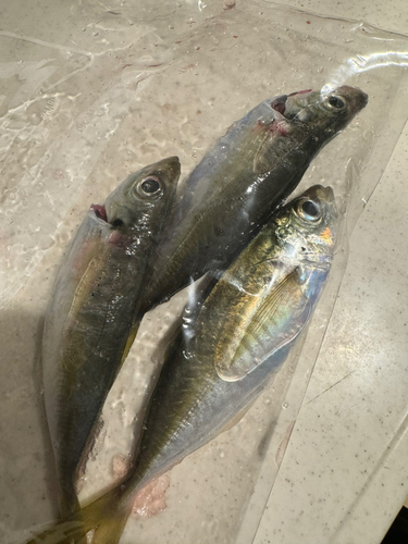 アジの釣果