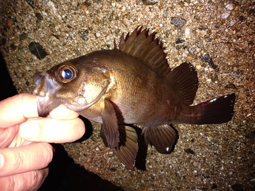 シロメバルの釣果