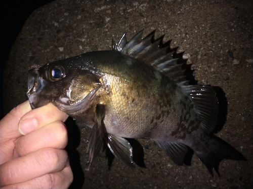 クロメバルの釣果