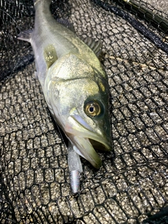 フッコ（マルスズキ）の釣果