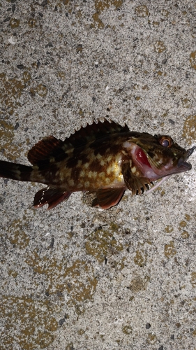 カサゴの釣果