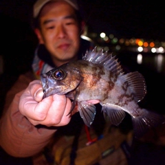 シロメバルの釣果