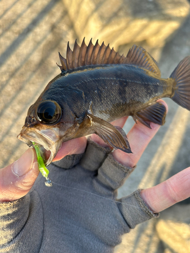 メバルの釣果