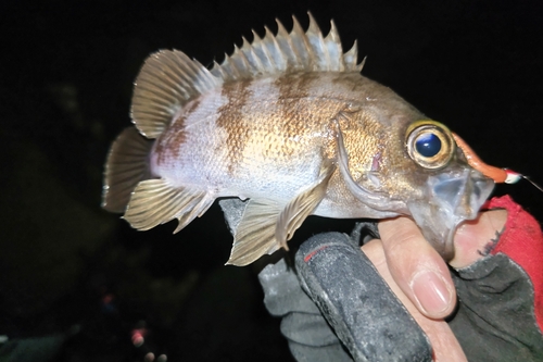 シロメバルの釣果