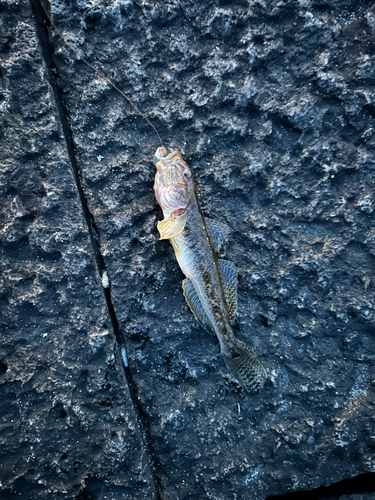 臨港パークで釣れたハゼの釣り・釣果情報 - アングラーズ