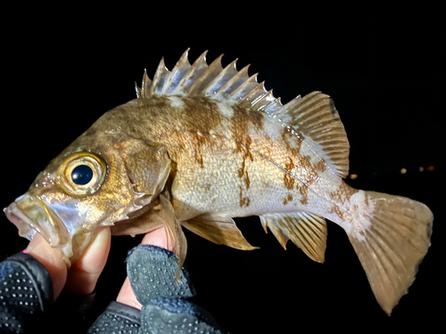 メバルの釣果