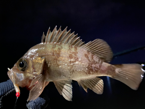 メバルの釣果