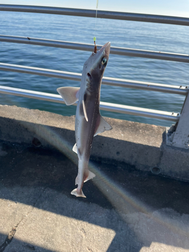 ホシザメの釣果