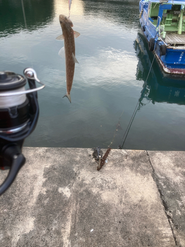 エソの釣果