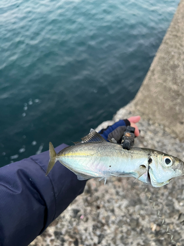 マアジの釣果