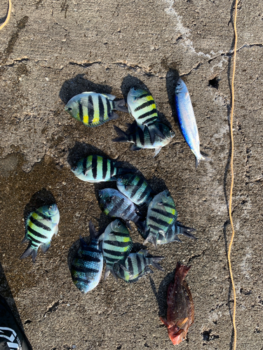 オヤビッチャの釣果