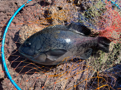 メジナの釣果