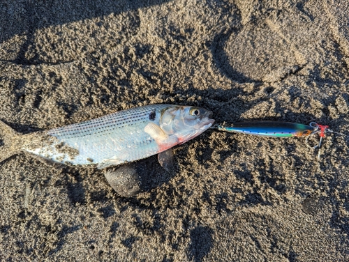 コノシロの釣果