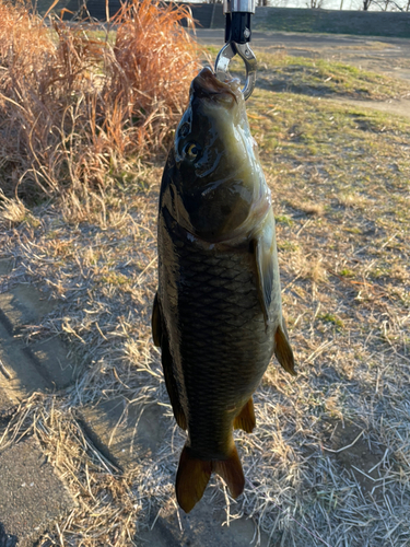 コイの釣果