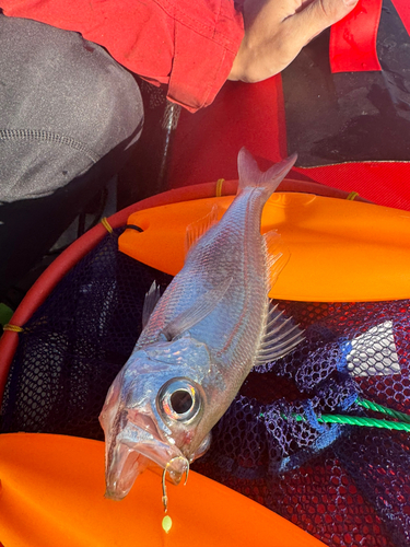 シロムツの釣果