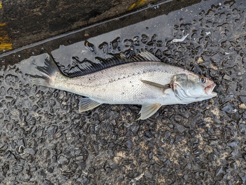 ニベの釣果