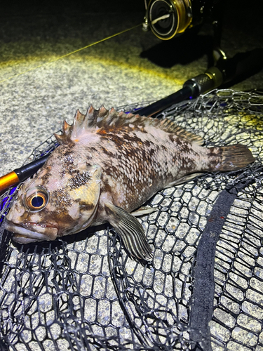 オウゴンムラソイの釣果